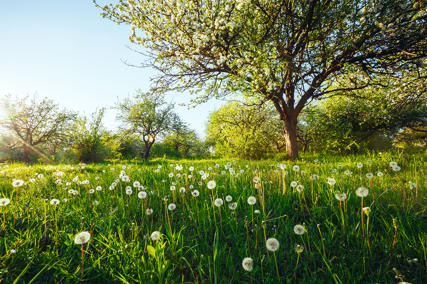 A field full of flowers